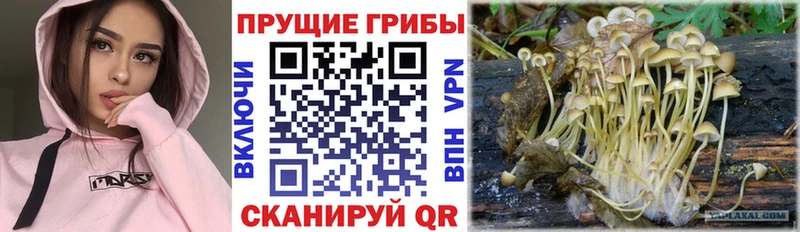 Псилоцибиновые грибы Psilocybine cubensis Бирск